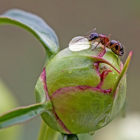 Лесной муравей на водопое